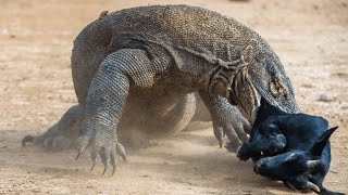 Komodo Dragon An Unbeatable Apex Hunter  Wild Animalogy [upl. by Gerstner304]