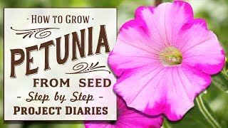 ★ How to Grow Petunia from Seed in Containers A Complete Step by Step Guide [upl. by Artemahs]