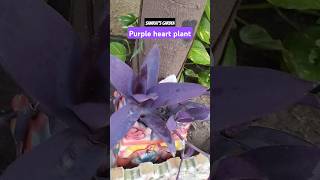 Purple heart plant greenheart plants houseplants plantshut nature youtubeshorts [upl. by Onra]