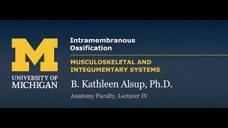 Skeletal System Intramembranous Ossification [upl. by Heater]