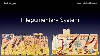 Integumentary System [upl. by Aisatsanna]