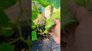 White Powder On Plants  Dangerous fungus could Destroy your Gardenquot gardening viral [upl. by Osnofla]