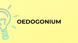 What is the meaning of the word OEDOGONIUM [upl. by Tabbi]