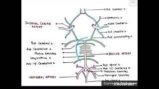 Blood Supply Of Brain Neuroanatomy University Exam Quick Revision [upl. by Renault871]