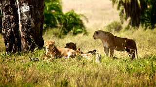 Safari in Tanzania amp beach holiday on Zanzibar [upl. by Derwin]