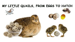 My Little Quails From Eggs to Hatch [upl. by Dnaloy779]