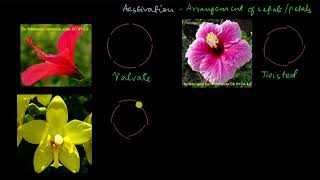 Parts of a flower  calyx and corolla  Morphology of flowering plants  Biology  Khan Academy [upl. by Alcinia331]