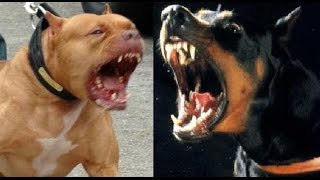 Pitbull vs doberman Pinscher [upl. by Emina]