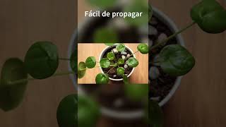 Pilea peperomioides [upl. by Sergent]