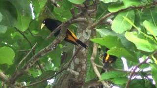 Yellowrumped cacique [upl. by Alywt359]