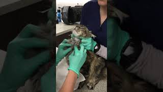 Cat Abscess [upl. by Hillary]