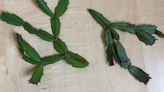 Christmas Cactus Branch Drop [upl. by Everara]