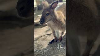 Cangaroo Kelowna BC Canada kangaroo animal kelowna canada [upl. by Wahlstrom]