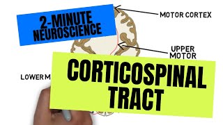 2Minute Neuroscience Corticospinal Tract [upl. by Wharton17]