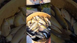 কাতল মাছের দাম  Roton Vloger FishCatchingBDHandFishingBoyFishingBDFishing [upl. by Quinby]