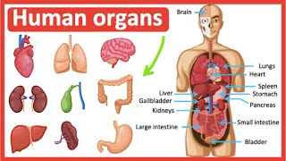 Organs in the human body  Easy learning video [upl. by Hanad276]