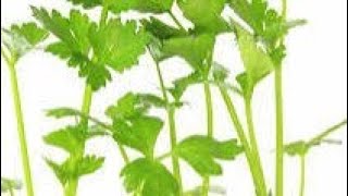 how to grow corianderdhaniyaat homegarden plants nature gardening gardenflowers [upl. by Layor49]