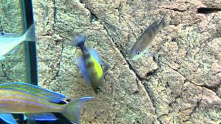 Cyprichromis zonatus courting amp brooding female  PISCES [upl. by Lukin]