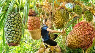 Harvesting Forest Pineapple Go to the market sell  Make Homemade Pineapple wine good for health [upl. by Yraeht]