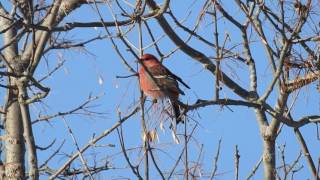 Pine Grosbeak  Pinicola enucleator [upl. by Eiramnerual]