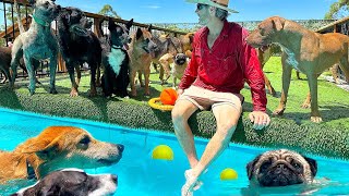 BIG Pool Day for Shelter Dogs  My Life Vlog  with Dogs [upl. by Siekram]