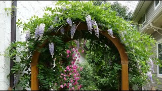 12 Vertical Gardening Ideas using Flowering Vines and Climbers [upl. by Atekehs]