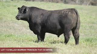 LOT 113 MILLAH MURRAH TRAVOLTA T147 [upl. by Marco]