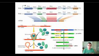 Eukaryotic PostTranscriptional RNA Processing [upl. by Byrn524]