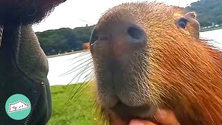 Capybara Makes a Human Friend And Brings Him to the Whole Family  Cuddle Buddies [upl. by Adnohral708]