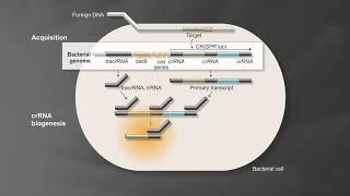 Bacterial Adaptive Immunity with CRISPRCas9 [upl. by Pammie]