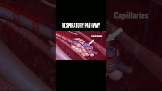 Respiratory systemRespiratory pathway [upl. by Oiciruam]