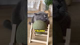 Bitmeyen Kedi Yalama Topu 👅 🐈 [upl. by Yeruoc]