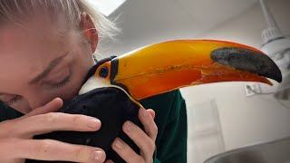 Taking My Diabetic Toucan to the Vet His Tongue Fell Out 😱😭 [upl. by Kimble]