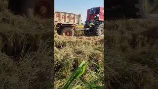 Farming pakka karobar jatt aa da baliyan ♥️♥️🌾🌾farming khetibadi villagelife [upl. by Haikan]