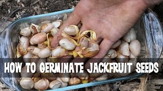 How to Germinate Jackfruit Seeds [upl. by Petronille]