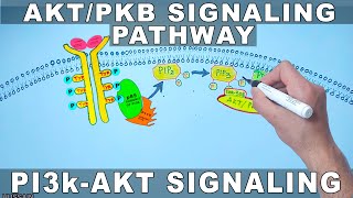 AKTPKB Signaling Pathway  PI3k Signaling [upl. by Senior474]