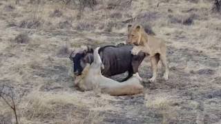 Lions Kill Wildebeest [upl. by Anneyehc]