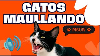 Gatos Maullando  Mira como reacciona tu Gato  Sonidos de Gatos  Maullidos para atraer a tu Gato [upl. by Aretse643]