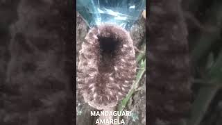 MANDAGUARI AMARELA [upl. by Ameen]