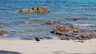 Variable oystercatchers at Hobbs beach  TiriTiri Matangi  New Zealand  New Zealand Birds [upl. by Kelli]