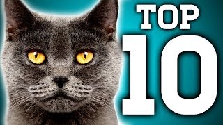 Awesome 10 Cat Facts You Need to Know  BBC Earth Explore [upl. by Krell]