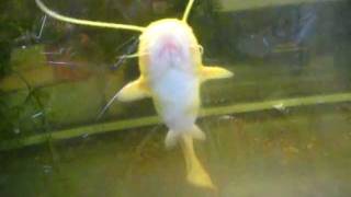 albino meerval in aquarium albino welscatfishsilurus glanis [upl. by Esadnac356]