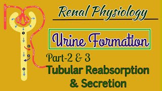 Urine Formation Physiology Part2amp3  Tubular Reabsorption And Secretion [upl. by Vokay]