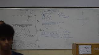 Histology  Functional histology of stomach amp duodenum  Prof Wagih [upl. by Sirod]