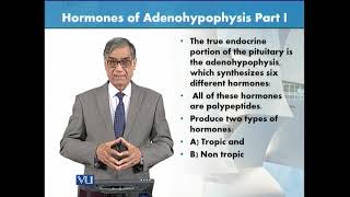 Hormones of Adenohypophysis  Part 1  Animal Form amp Function 1 Theory  ZOO516TTopic126 [upl. by Yevi798]