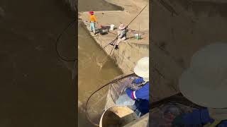 Season scoopnet fishing under dam woman trying to catch fishingfishing fish youtubeshorts short [upl. by Sualkcin239]