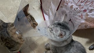 Letting the kittens out of the cage for the first time after being spayed and neutered ￼ [upl. by Nahama]