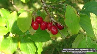 Cornelian Cherry Cornus Mas Plant Profile [upl. by Riancho]