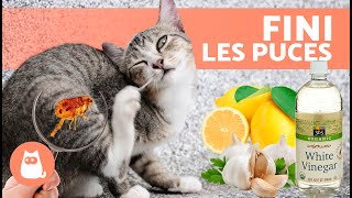 7 meilleurs REMÈDES MAISON contre les PUCES chez les CHATS 🐱🐜 [upl. by Hesper]