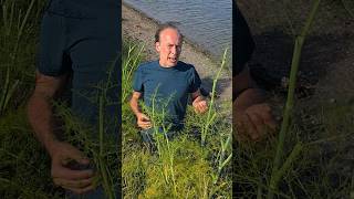 Fennel foeniculum vulgare herbs foraging ediblegarden estuary adventure gardening outdoors [upl. by Lizned]